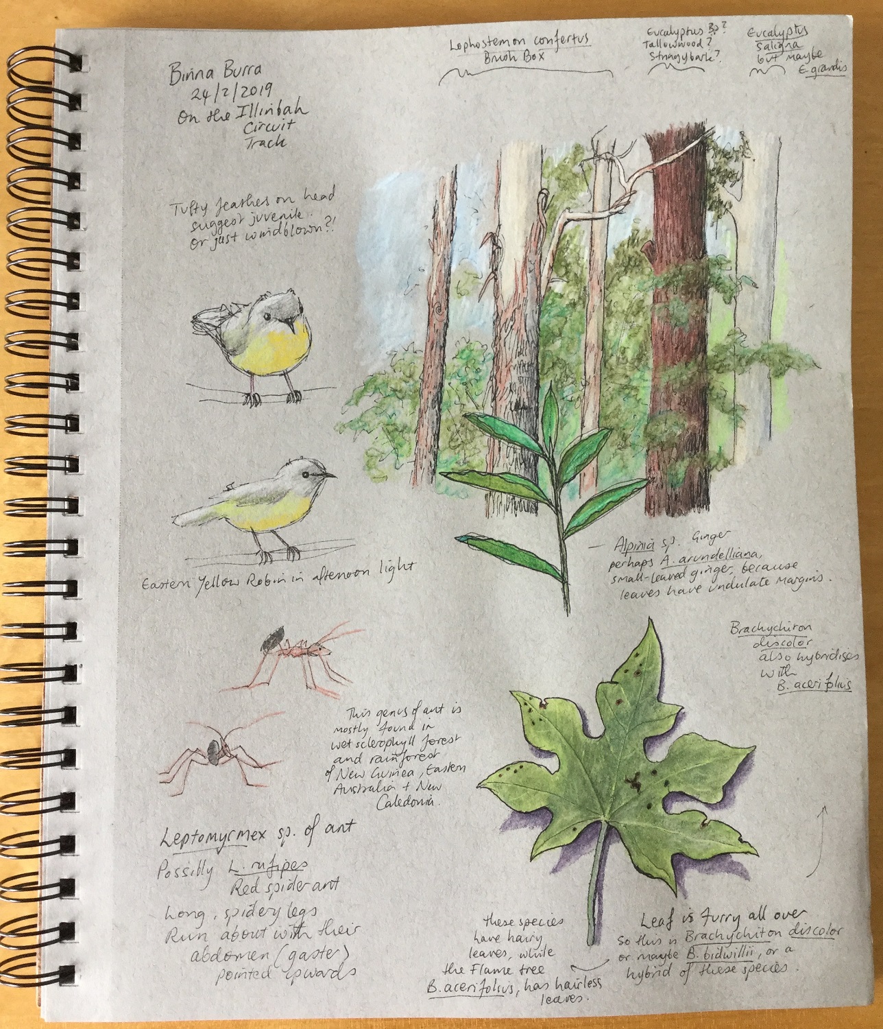 Welcome to the Beechmont Nature Journal | Paperbark Writer