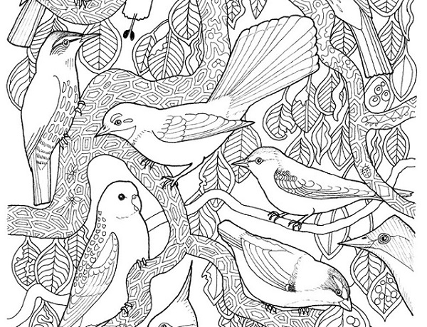 Free canopy birds colour-in sheet | Paperbark Writer