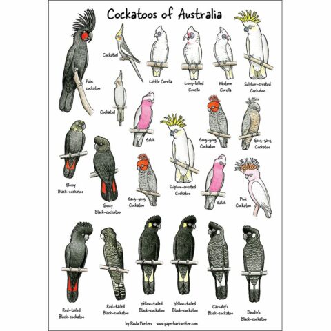 Cockatoos of Australia sticker sheet | Paperbark Writer