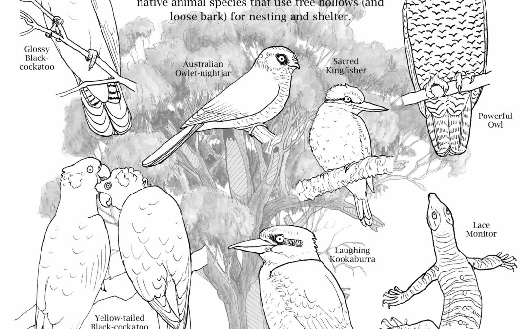 Free colour-ins to download: Tree hollows are animal homes #1