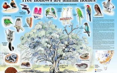 Tree hollows are animal homes #3 – Eucalypt Woodland south-eastern Australia